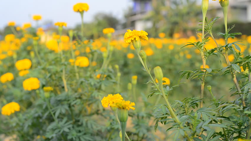 Header of African marigold