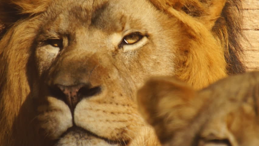 Sunlit Lion, Calm Lying On Boulder Background, Gnawing And Licking His ...