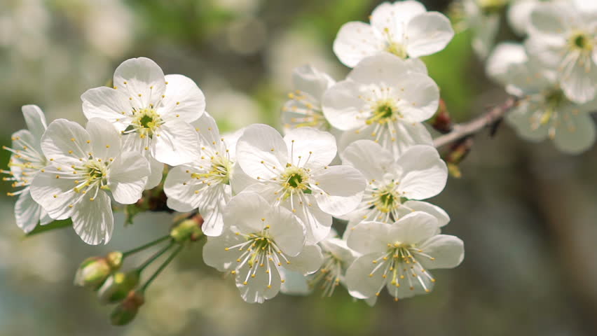 Le Trees Blooming In Spring Nature Awakening Fruit Garden Wonderful Cherry Twig With Colourful Flowers Hd Stock Video Clip