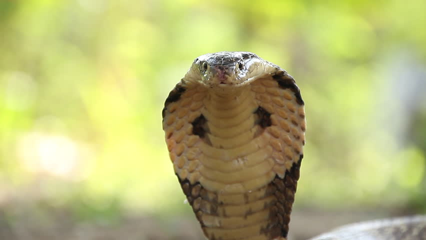 Header of cobra