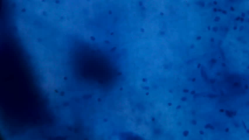 Dark Blue Pool Water water in the pool highlighted in blue red green and white gentle Dark Blue Pool Water water in the pool highlighted in blue red green and white gentle