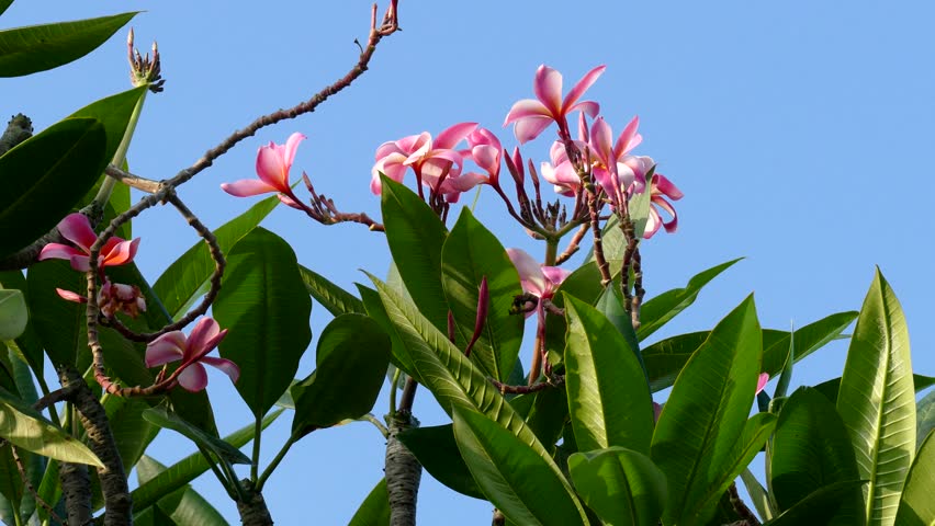 Hawaiian Flowers Stock Footage Video | Shutterstock