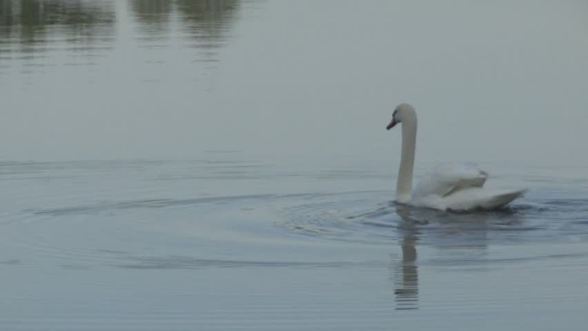 SLOW MOTION: Swan Swimming In A Lake Stock Footage Video 3590393 ...