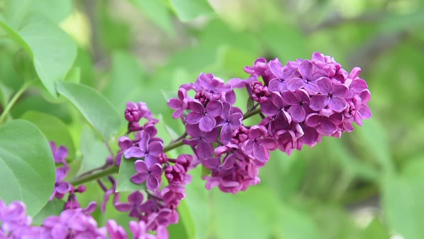 Lilac Purple Flowers Tree With Green Leaves Close Up Natural Lilac Flowers On Blur Background Of Green Foliage Hd Stock Footage Clip