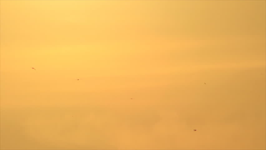 Pale Orange birds silhouettes on warm color pale orange sky stock footage Pale Orange birds silhouettes on warm color pale orange sky stock footage