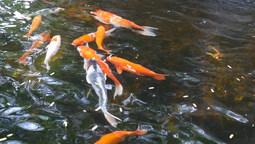 Koi Fish Pond Overhead View (HD). Several Beautiful Koi ...