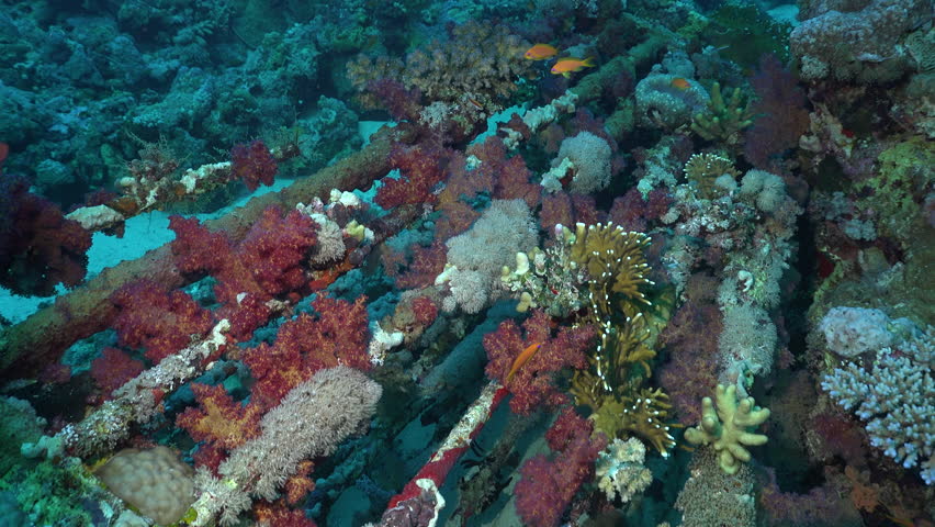 Header of Cousteau