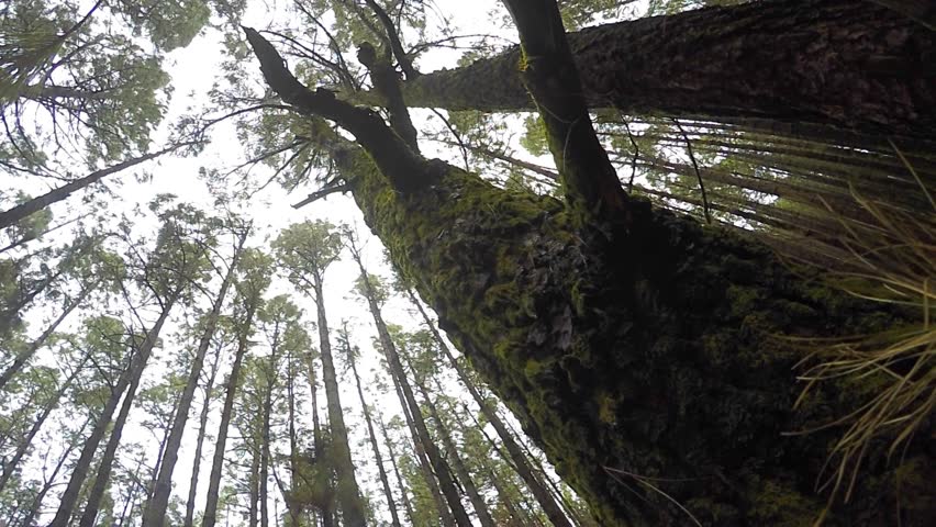 Pine Tree Forest On A Wind Stock Footage Video 5984174 - Shutterstock