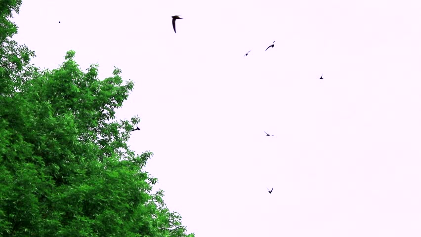 Header of Alpine Swift