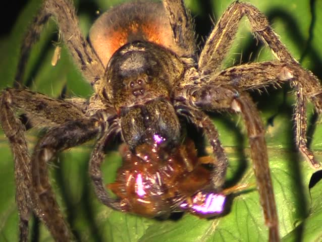 Header of ctenidae