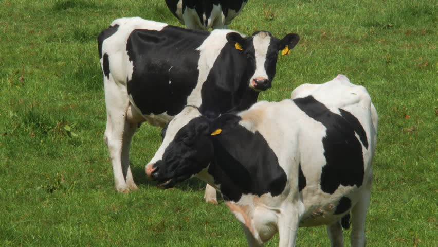 Cow Eats Grass Stock Footage Video 802744 | Shutterstock