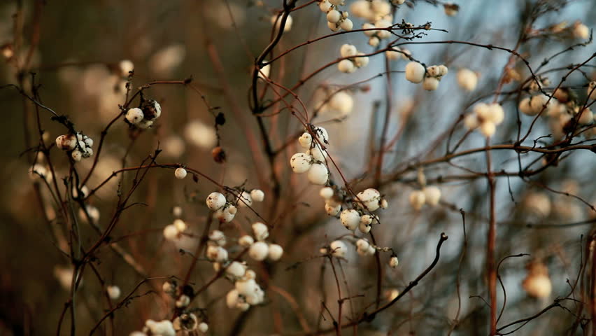 Header of snowberry