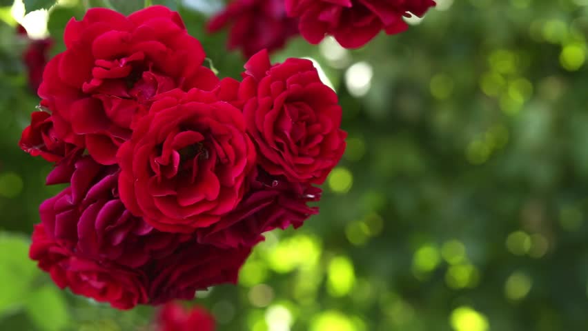 Beautiful Red Rose Love Stock Footage Video 100 Royalty Free