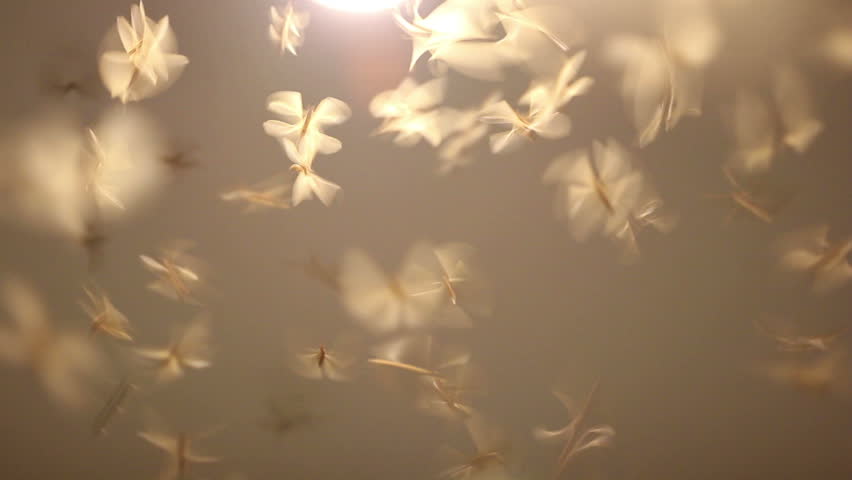 Moths Termites And Insects Playing Bulb Light At Night, With Lens Lens ...