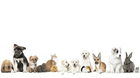 Pets On White Background Stock Footage Video (100% Royalty-free) 17178685 |  Shutterstock