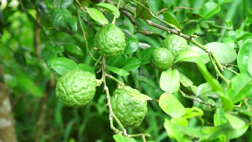 Bergamot восточная ул 12 фото меню Lemons Thailand Stock Video Footage - 4K and HD Video Clips Shutterstock