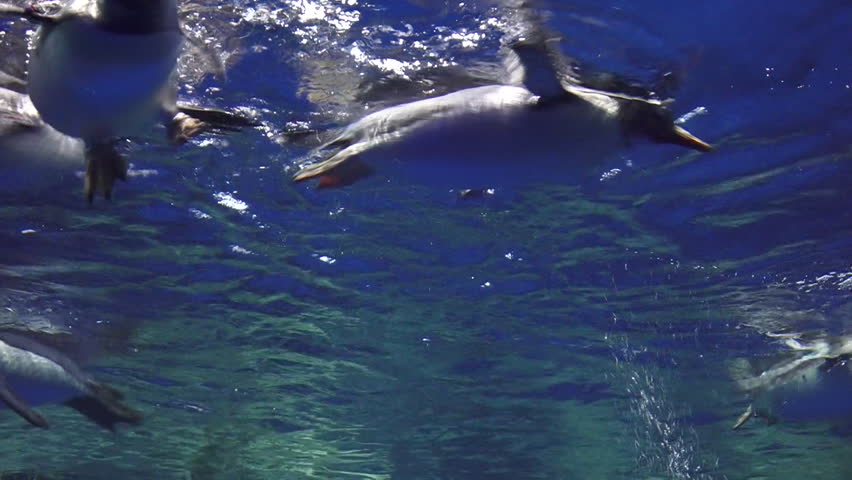 Gentoo Penguins Swim Underwater. Gentoo Penguin Are The Fastest