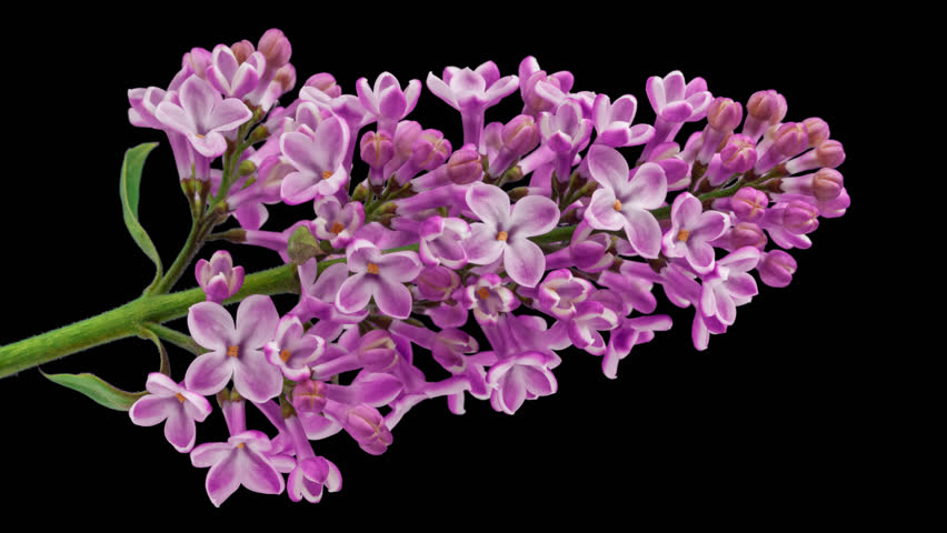 Lilac Flowers Blooming Time Lapse With Stock Footage Video 100 Royalty Free 17497885 Shutterstock