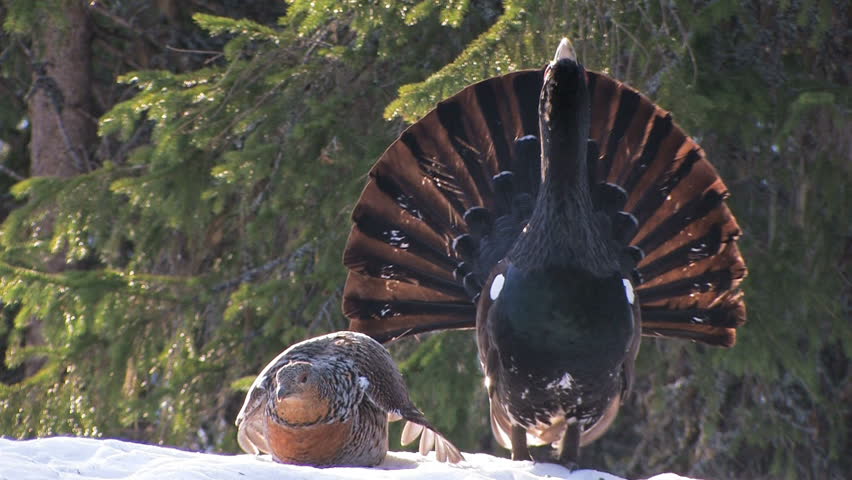 Header of capercaillie