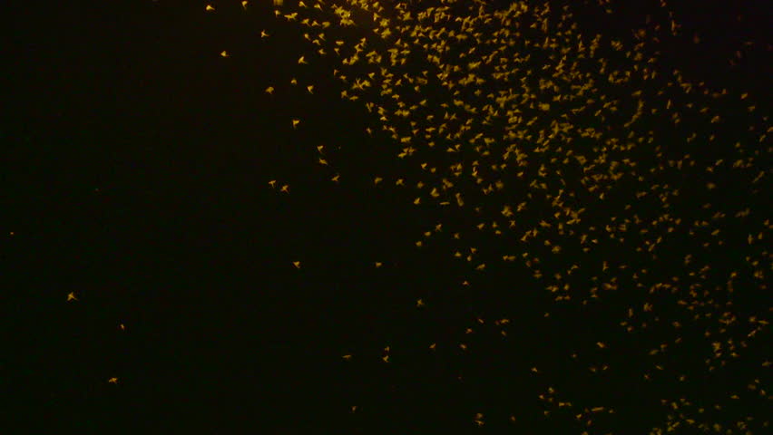 Swarm Of Fireflies With Alpha Channel For Easy Compositing Into Your ...