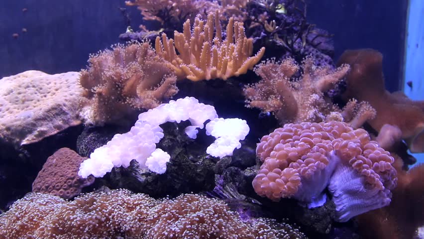 Colorful Coral On Sandy Bottom Deep Underwater In Red Sea. World Of ...