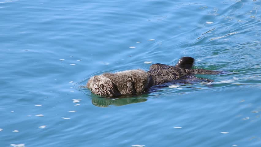 An Endangered Sea Otter Blows Air Into Its Fur To Help With Insulation ...