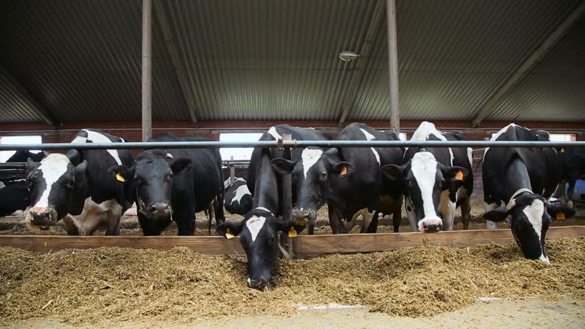 Dairy Cows In The Stable Stock Footage Video 2687189 | Shutterstock