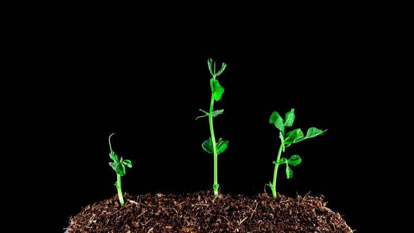 Growing Peas4k Time Lapse Of Stock Footage Video 100 Royalty Free 18099205 Shutterstock 1291