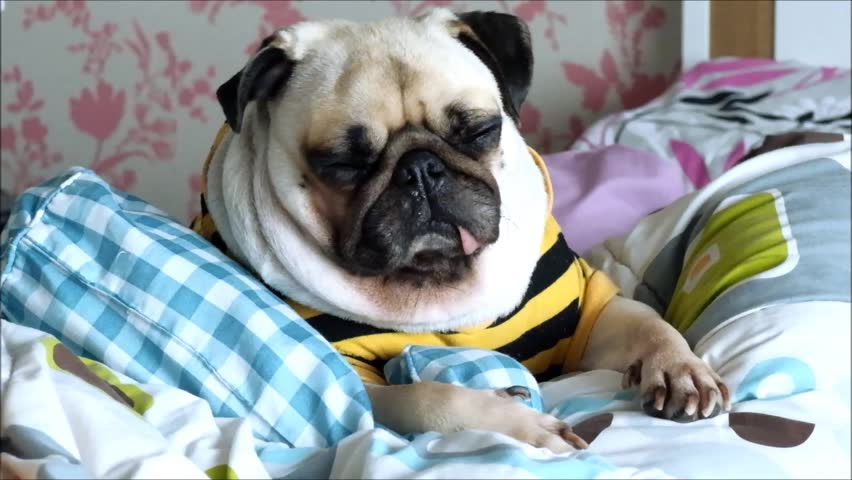A Little Pug Dog Sleep Stockvideos Filmmaterial 100 Lizenzfrei 18212785 Shutterstock