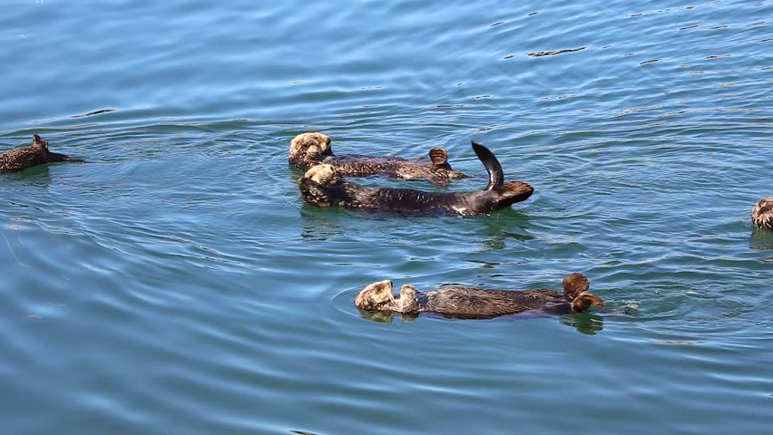 Endangered Sea Otters Clean Sleep Stock Footage Video 100 Royalty