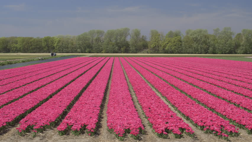 Aerial Low Altitude Over Dutch Polder Landscape Multi Colored Tulip ...