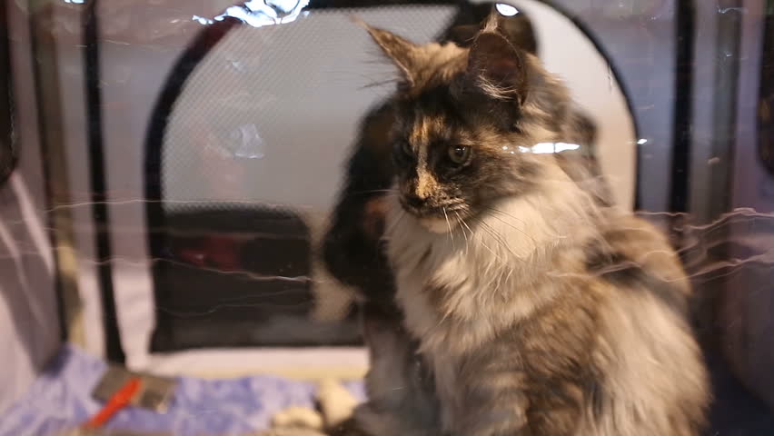 Long Haired Maine Coon Cat Waiting Stock Footage Video 100