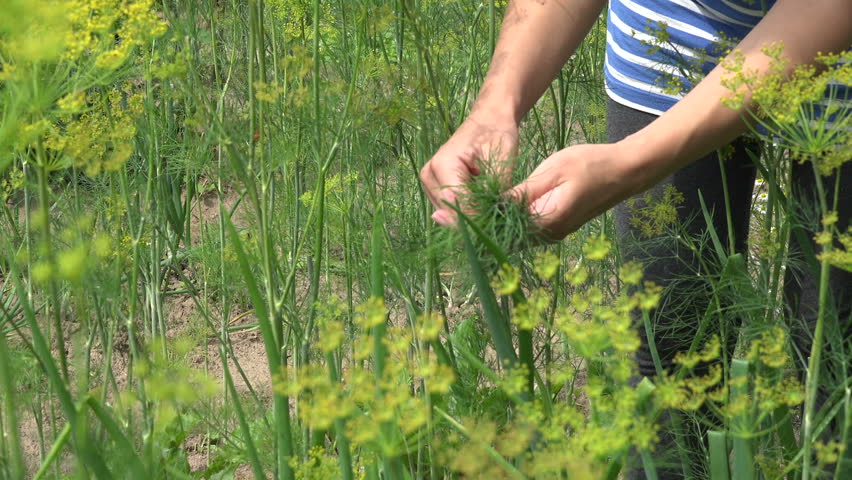 семена укропа для посадки. укроп семена сажать. укроп в огороде. укроп гренадер. зелень укропа всходы.