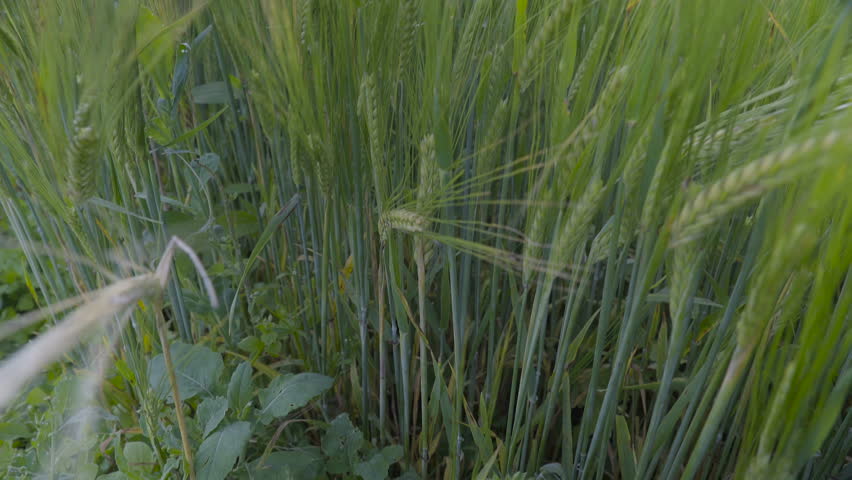 The Plant Of Green Stock Footage Video 100 Royalty Free The Plant Of Green Barley In A Closer View Its Tall Thin With Small Leaves