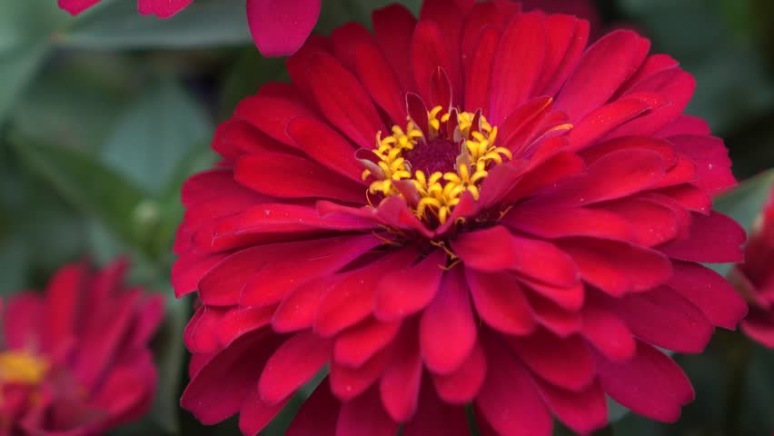 Beautiful Gerbera Flowers On the Stock Footage Video (100% Royalty-free