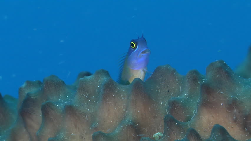 Header of eyespot