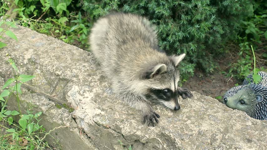Header of raccoon