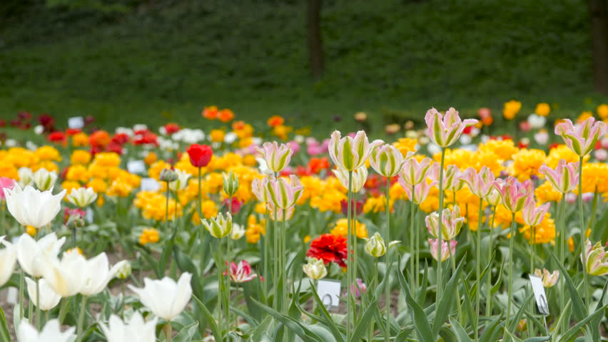 Field Of Colorful Summer Flowers Cornflower And California Poppy Field Of Colorful Tulips With Working Tractor In The Background Rides From Left To