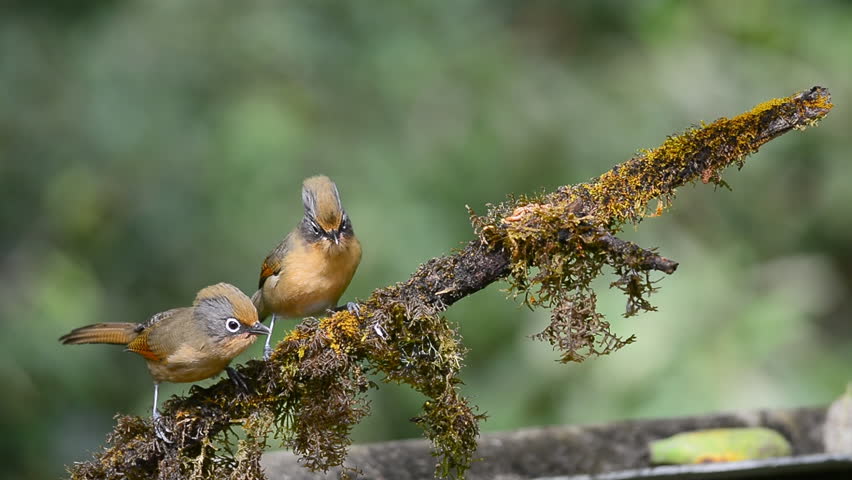 Header of Actinodura ramsayi