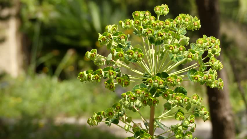 Euphorbia Characias Mediterranean Spurge Or Stockvideos