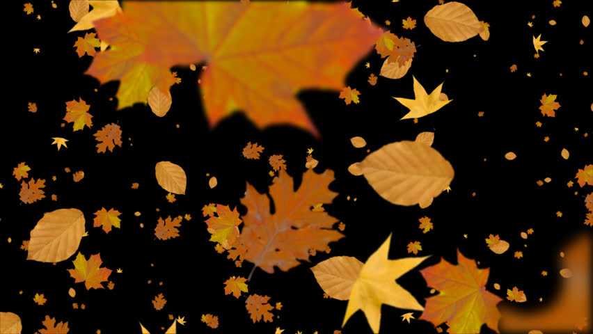 Autumn Leaves Animated Background. Video With Alpha Channel. Stock ...