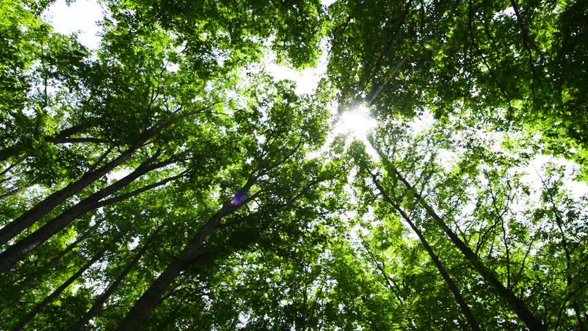 Header of beech