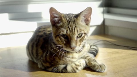 Sleepy Toyger Kitten Waking Up Stock Footage Video 100 Royalty Beautiful Toyger Kitten Striped Tiger Cat In Apartment Interior