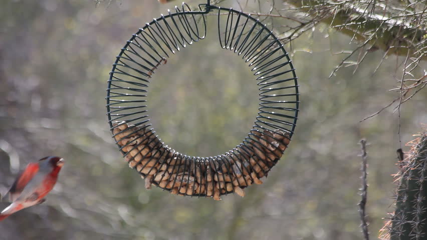 Header of pyrrhuloxia
