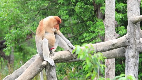 Male Proboscis Monkey Prepares Mate Stock Footage Video (100% Royalty-free) 19648765 | Shutterstock Male Proboscis Monkey Prepares Mate Stock Footage Video (100% Royalty-free) 19648765 | Shutterstock
