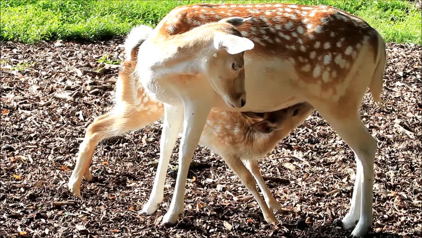 Header of sucking