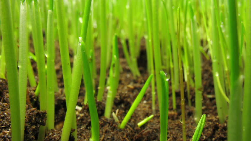 Growing Green Grass Plant Time Stock Footage Video 100 Royalty Free 1985185 Shutterstock 2346