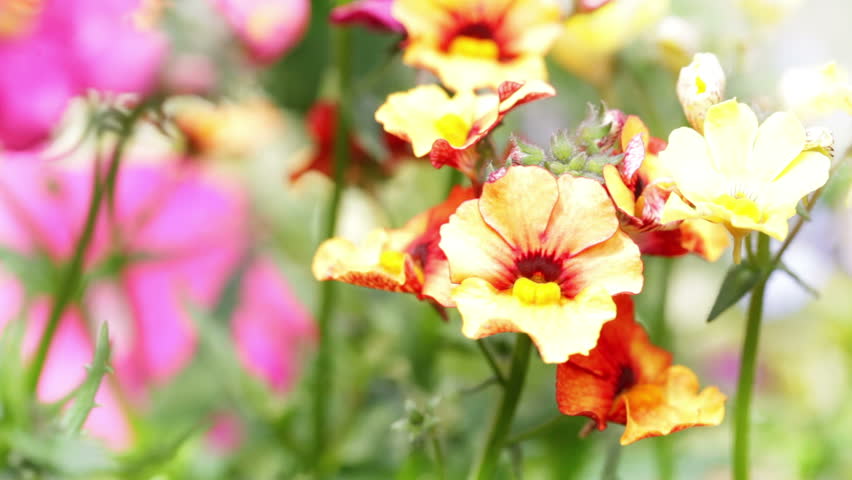 Header of nemesia