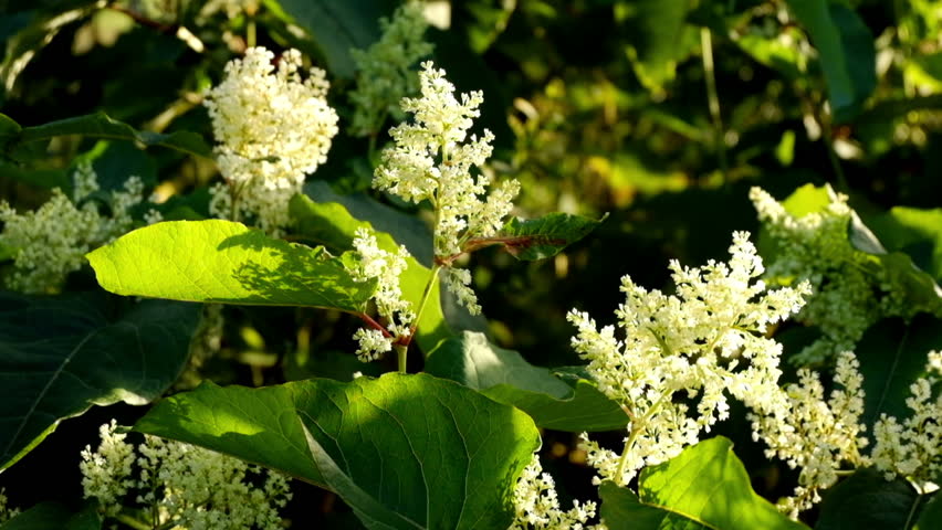 Header of knotweed