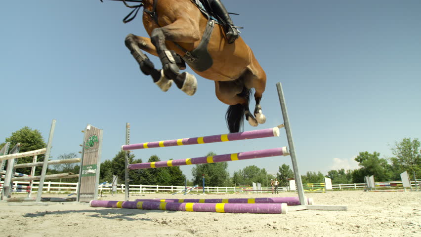Header of showjumping